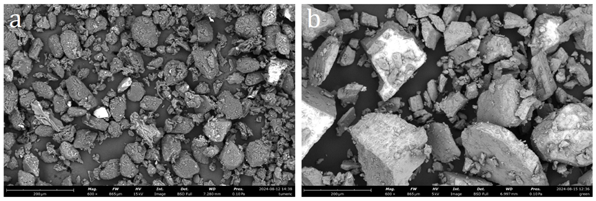 Figure 6: SEM images of a) turmeric and b) green powder